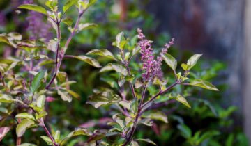 Tulsi : Voici les effets du basilic royal