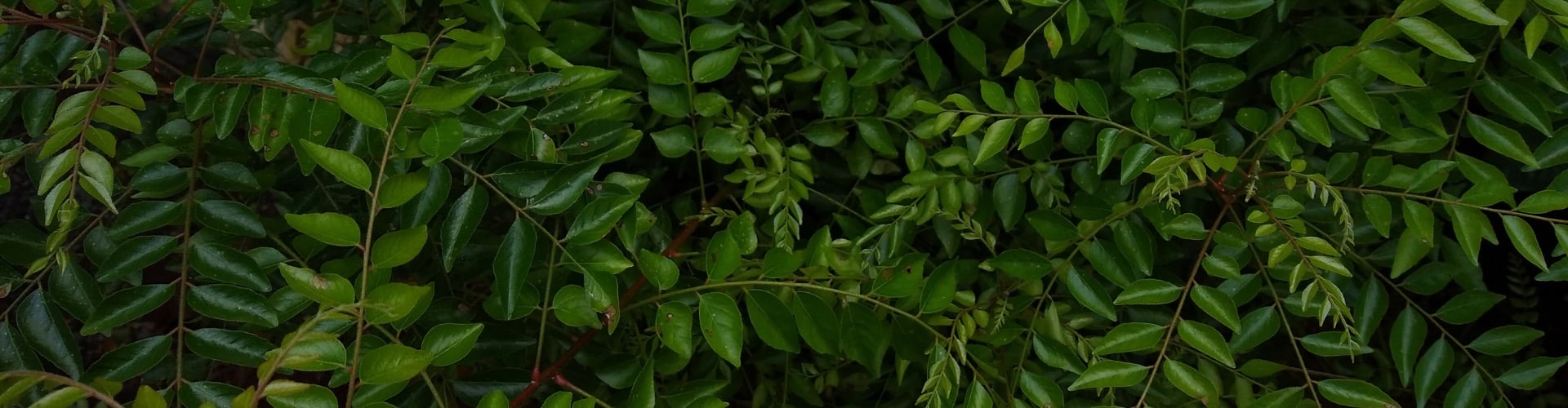 Zutaten_Ogaenics-bio-curry-in-natuerlicher-form bio-curryblatt-in-natuerlicher-form-Zutaten_Ogaenics