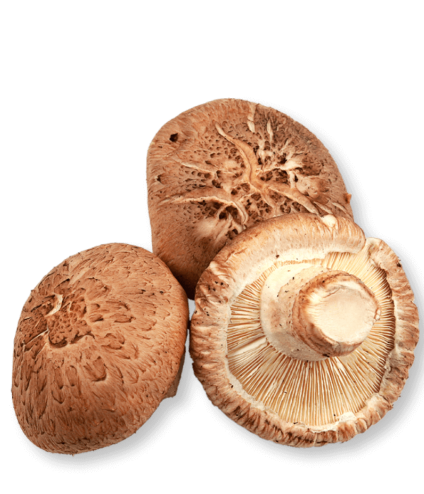 bio-shiitake-vitamin-b12-ogaenics-zutat-natuerlich