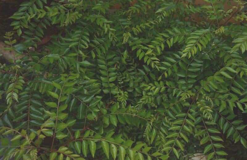 Complément alimentaire Ogaenics-Iron-Maid-Bio-fer plus vitamine (11) Complément alimentaire Ogaenics-Iron-Maid-Bio-fer plus vitamine (11)