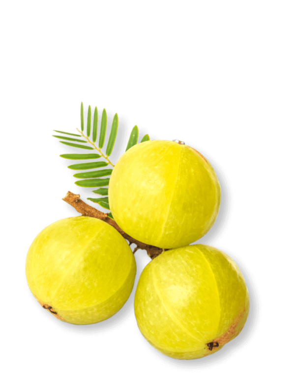 bio-amla-beeren-ogaenics-zutat-natuerlich