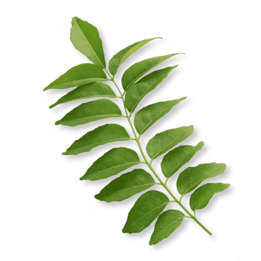 bio-curryblatt-eisen-ogaenics-zutat-natuerlich bio-curryblatt-eisen-ogaenics-zutat-natuerlich