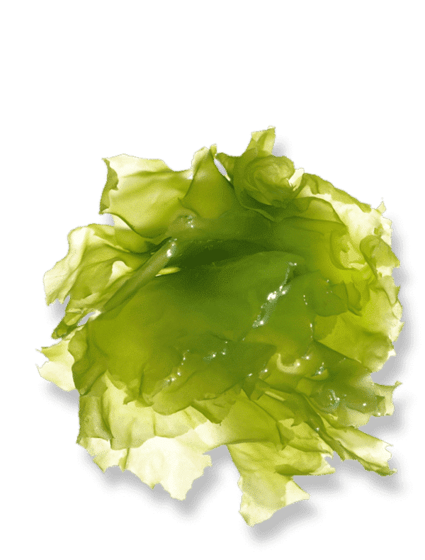bio-gruenalgen-magnesium-1-600x790 bio-gruenalgen-magnesium-1-600x790