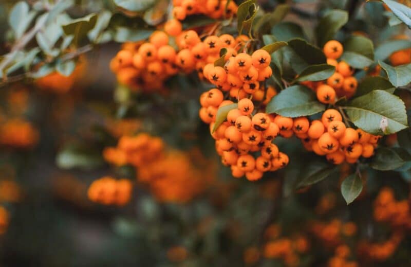 Ogaenics-Bio-Sanddorn