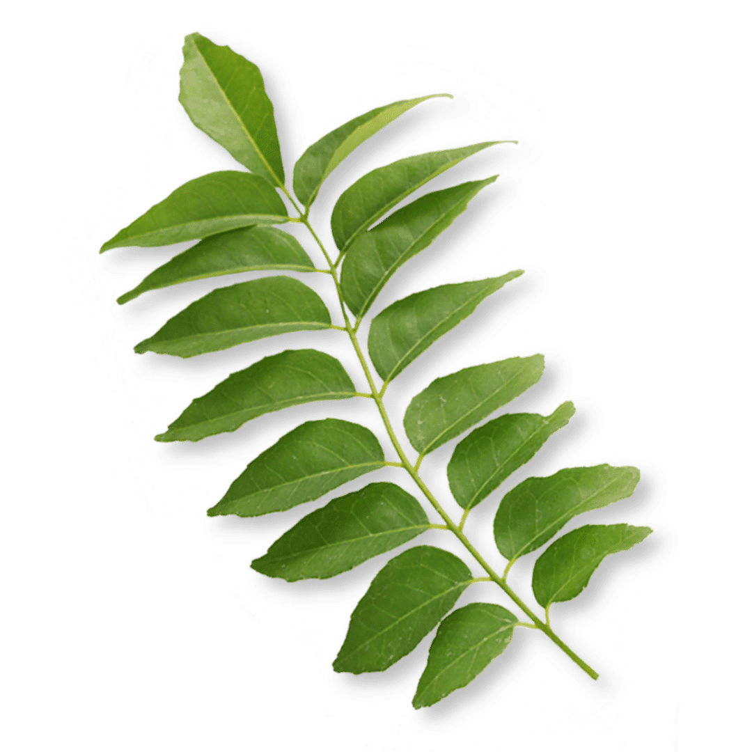 Feuille de curry bio