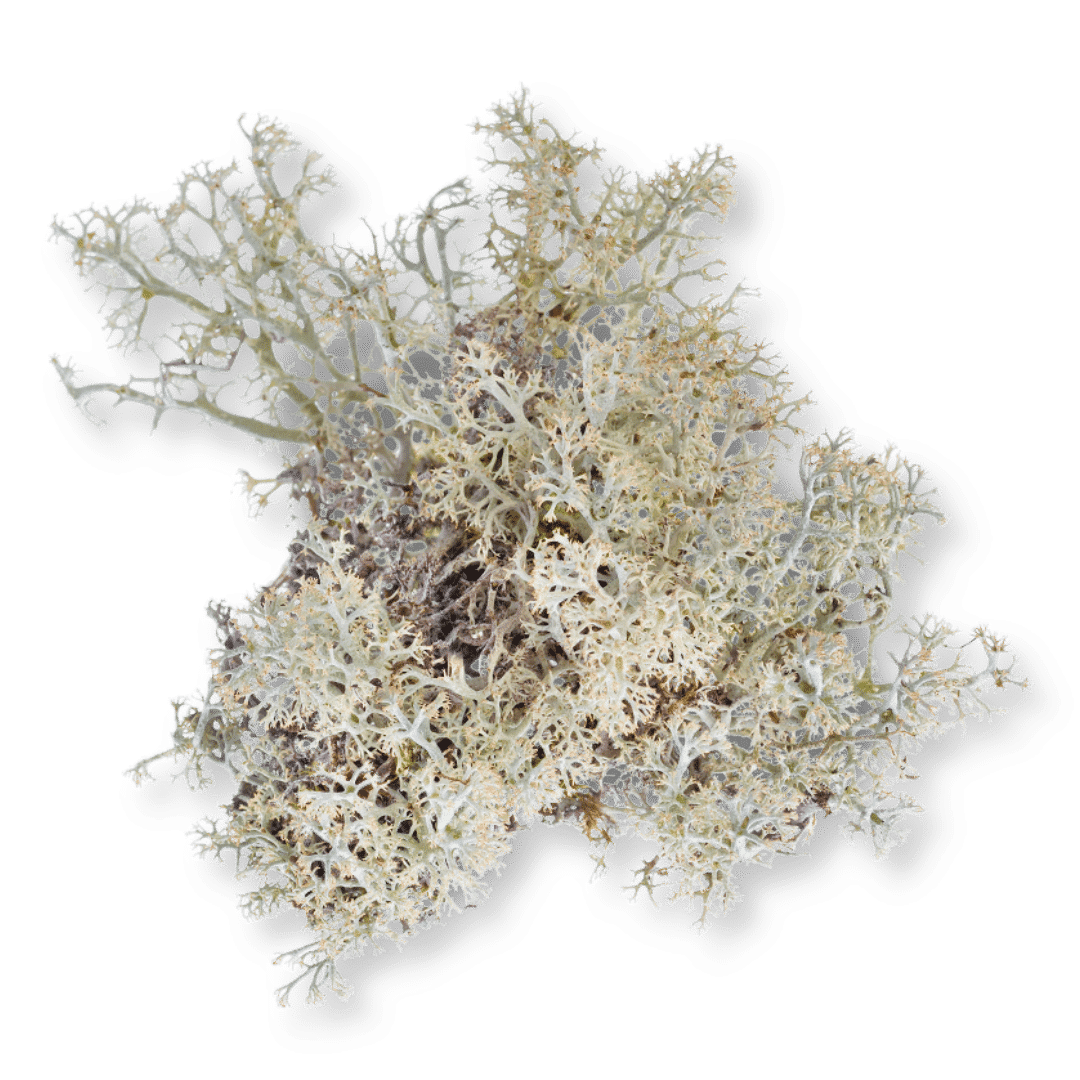 Lichen bio