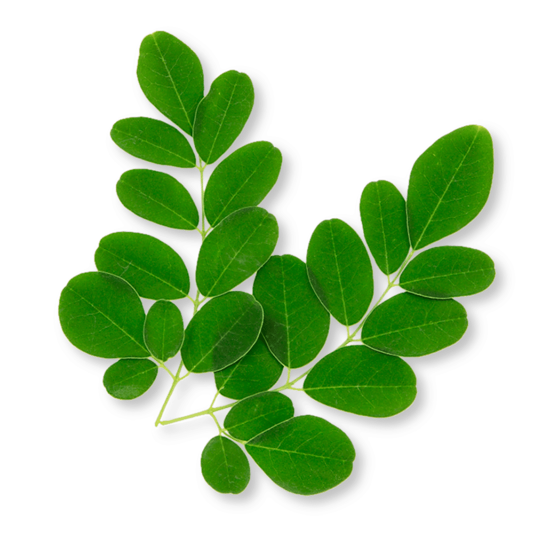 Moringa bio
