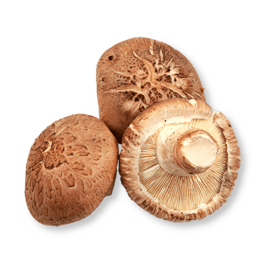 Shiitake bio