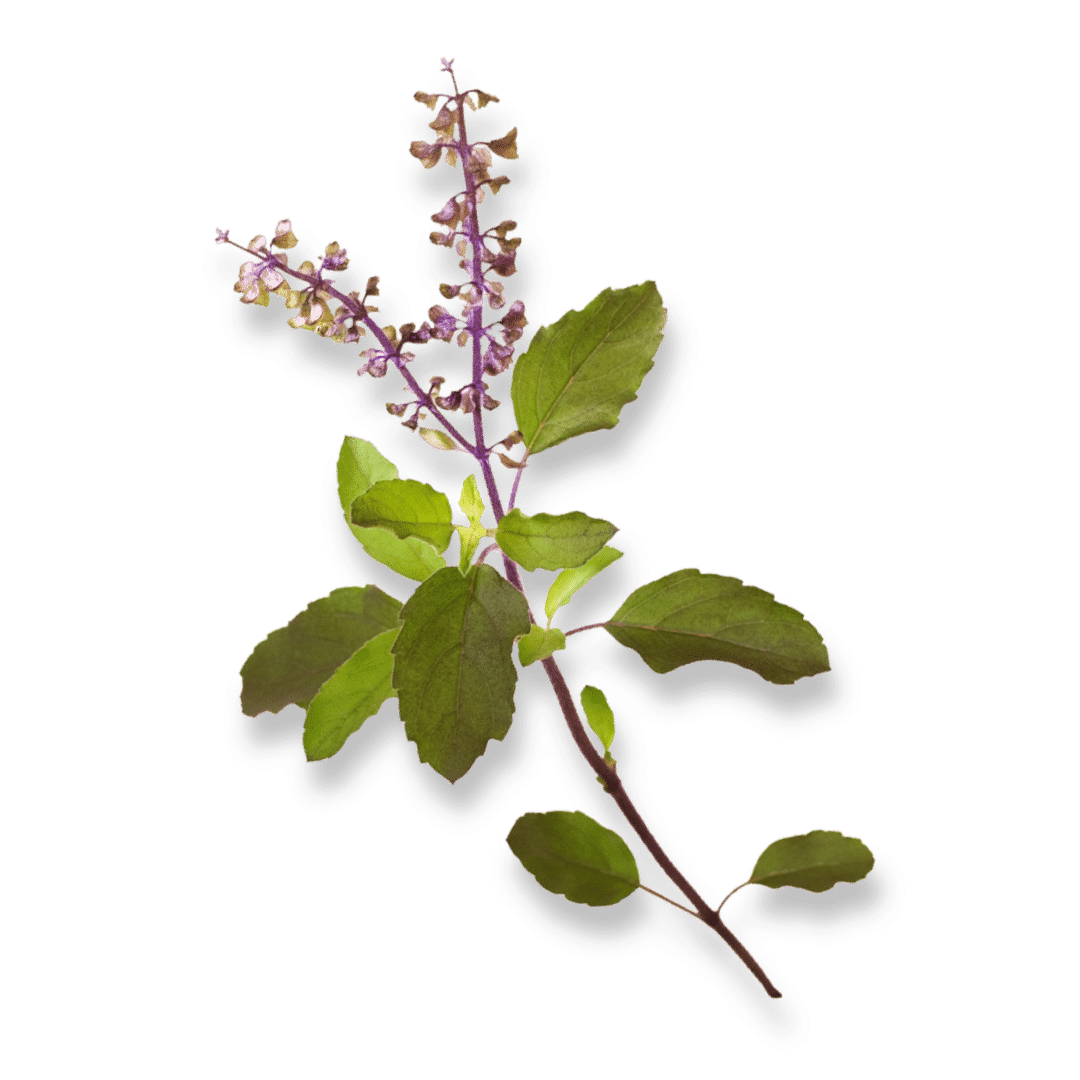 Tulsi bio