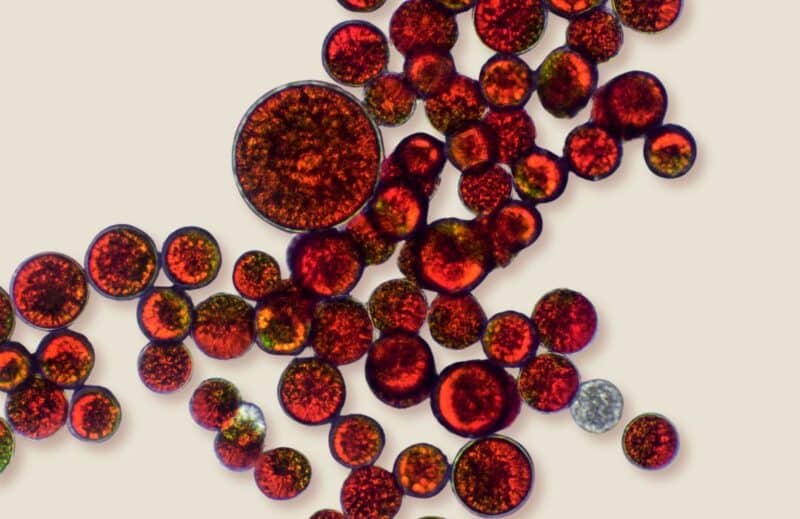 Ogaenics-Asta-Deluxe-Bio-Plant-Based-Astaxanthin-Haematococcus-pluvialis-Blutregenalge