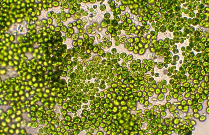 Ogaenics-Ocean-Mind-Plant-Based-Bio-Omega3-DHA-schizochytrium-sp-Nahrungsergaenzung (15)
