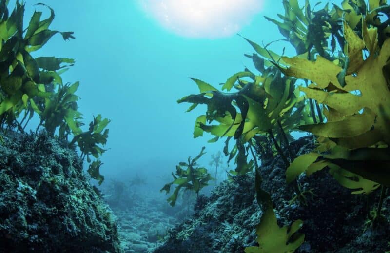Ogaenics-PDP_Moodbilder_Focused-Mind-Bio-Brain-Power-Komplex-Kelp-Jod
