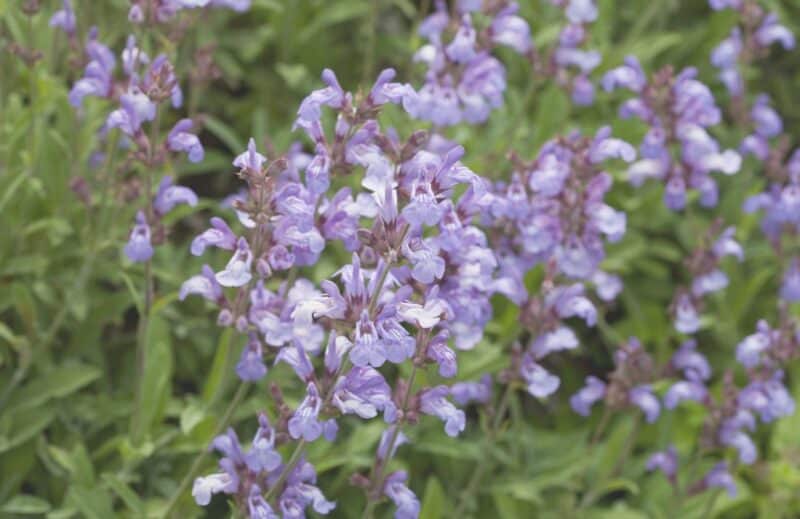 Ogaenics-PDP_Moodbilder_Focused-Mind-Bio-Brain-Power-Komplex-cognivia-Lavendelsalbei-spanish-sage