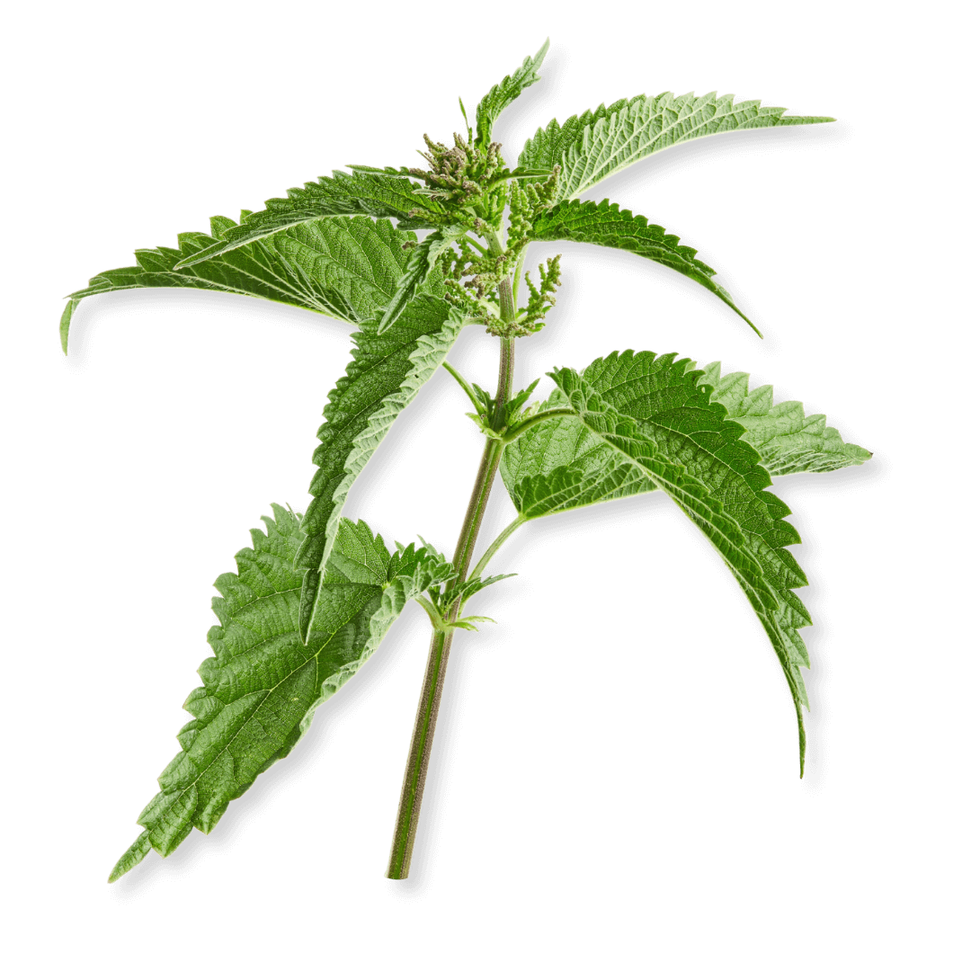 Feuilles d'ortie bio