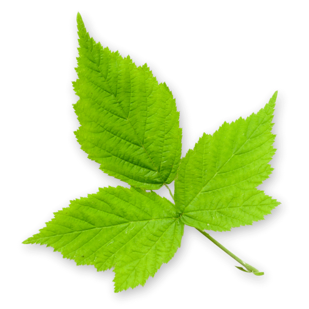 Feuilles de framboisier bio