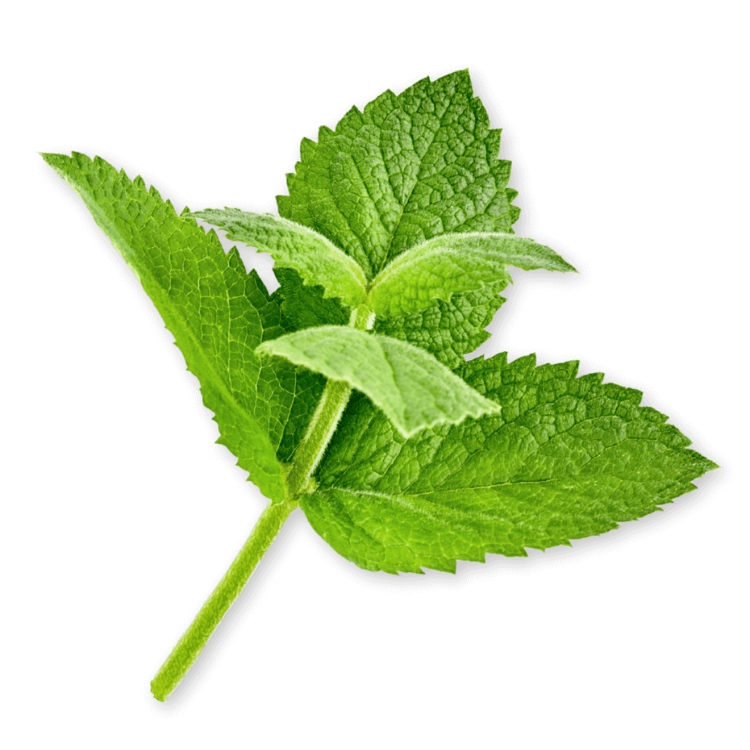 Menthe crépue bio