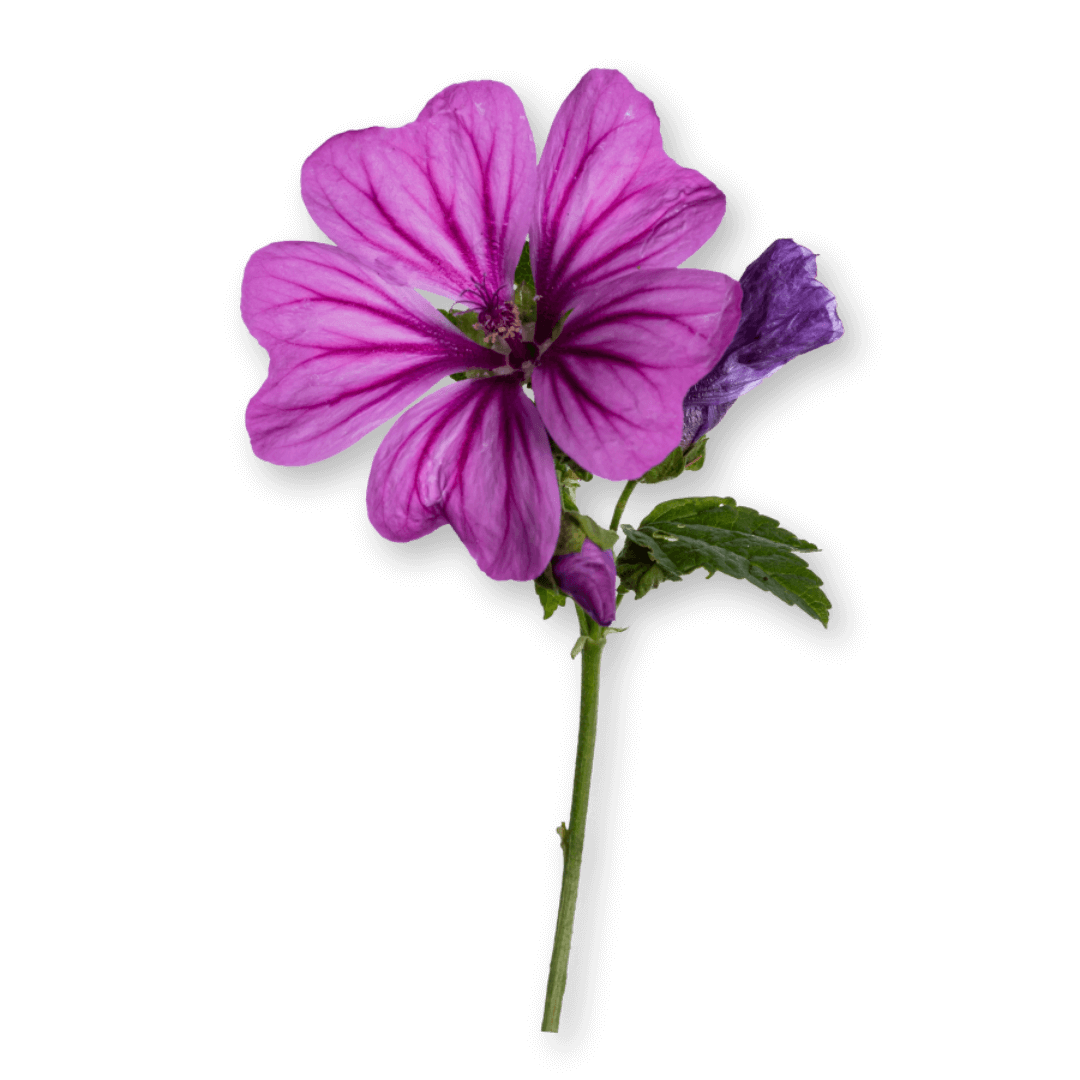 Organic mallow blossoms