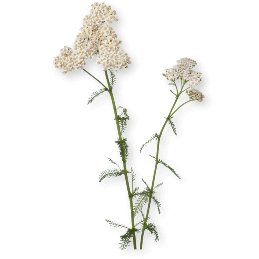 Achillée millefeuille bio