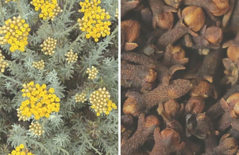 Ogaenics-moodbilder-the-purist-bio-herbal-herbal-complex-liver-metabolism-cleanse-hepure-immortelle-cloves Ogaenics-moodbilder-the-purist-bio-herbal-herbal-complex-liver-metabolism-cleanse-hepure-immortelle-cloves