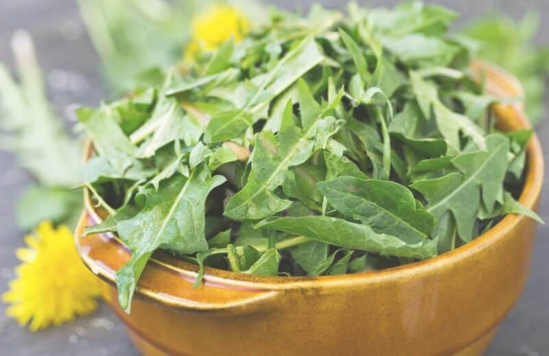 Ogaenics-moodbilder-the-purist-bio-herbal-complex-liver-metabolism-cleanse-loewenzahn Ogaenics-moodbilder-the-purist-bio-herbal-complex-liver-metabolism-cleanse-loewenzahn