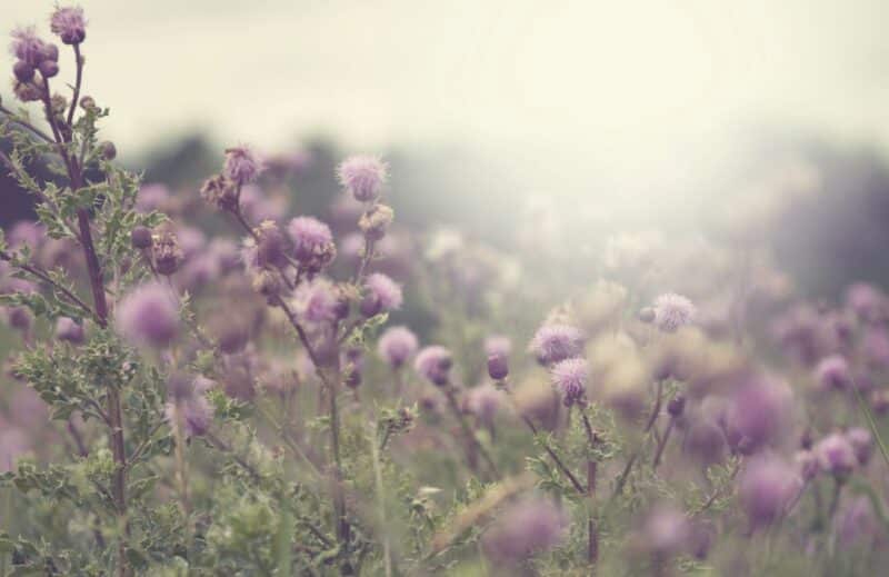 Ogaenics-moodbilder-the-purist-bio-herbal-herbal-complex-liver-metabolism-cleanse-mariendistle Ogaenics-moodbilder-the-purist-bio-herbal-herbal-complex-liver-metabolism-cleanse-mariendistle