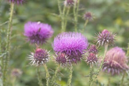 Mariendistel-Wirkung-Heilpflanze-fuer-die Leber
