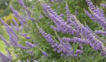 Mönchspfeffer Wirkung: Hilfe für den Hormonhaushalt