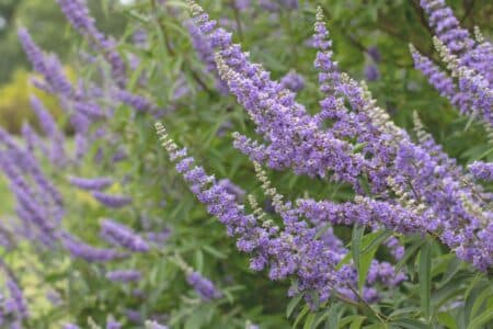 Mönchspfeffer-Wirkung-Heilpflanze-fuer-den-Hormonhaushalt