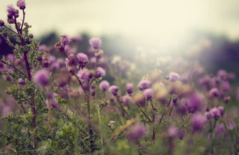 Ogaenics-PDP_Moodbilder-chardon-marie bio-silymarine-foie-hormone-métabolisme-chardon-marie