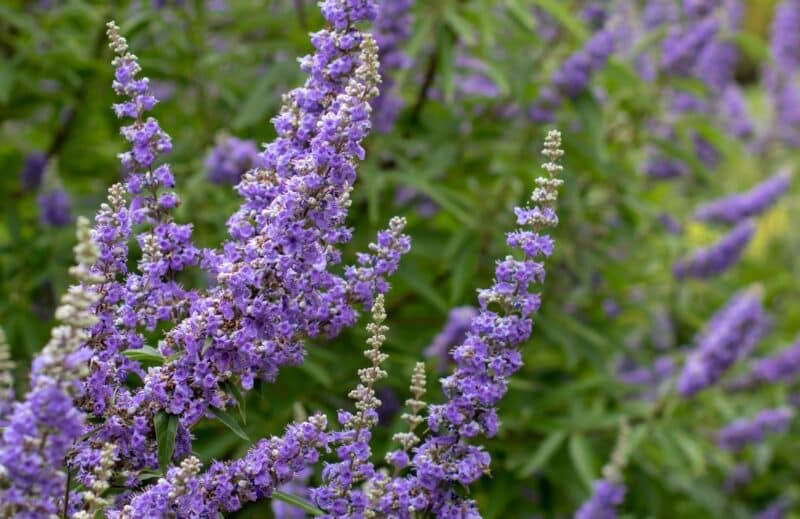 Ogaenics-PDP_Moodbilder-Bio-pGattilier-cycle-pms-menstruation (7)