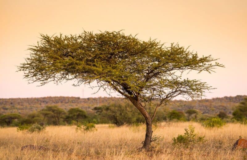 Ogaenics-PDP_Moodbilder-Bio-Gattilier-cycle-pms-menstruation-fibre d'acacia-inavea