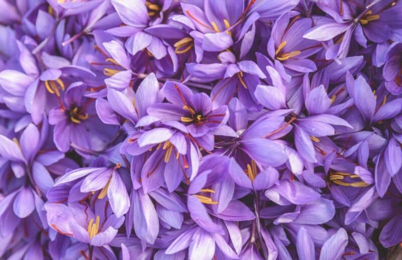 Ogaenics-Safran-Deluxe-Bio-SafrInside-Safran-Saffron-Nahrungsergaenzung (11)